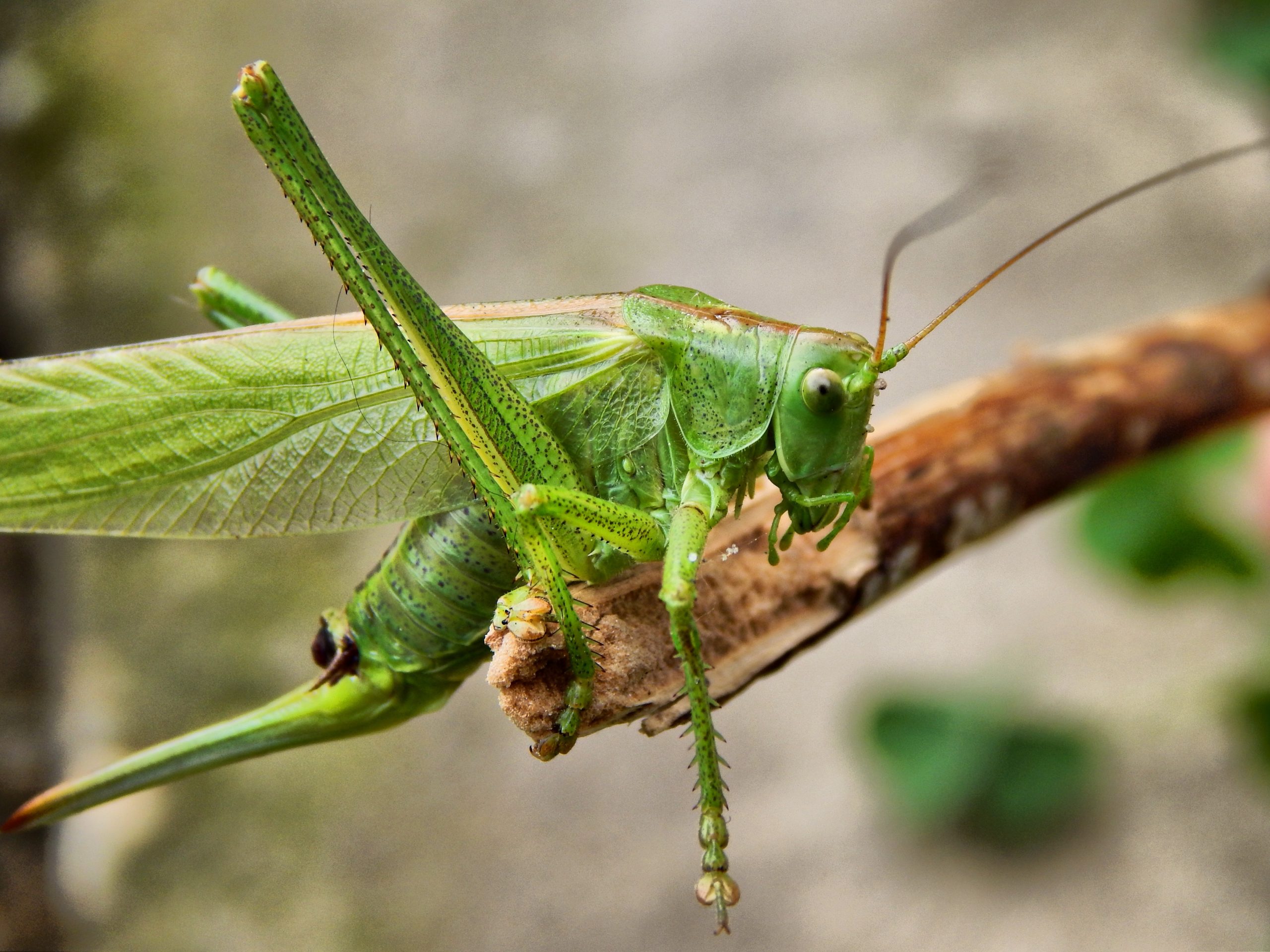 Pourquoi et comment manger des insectes comestibles
