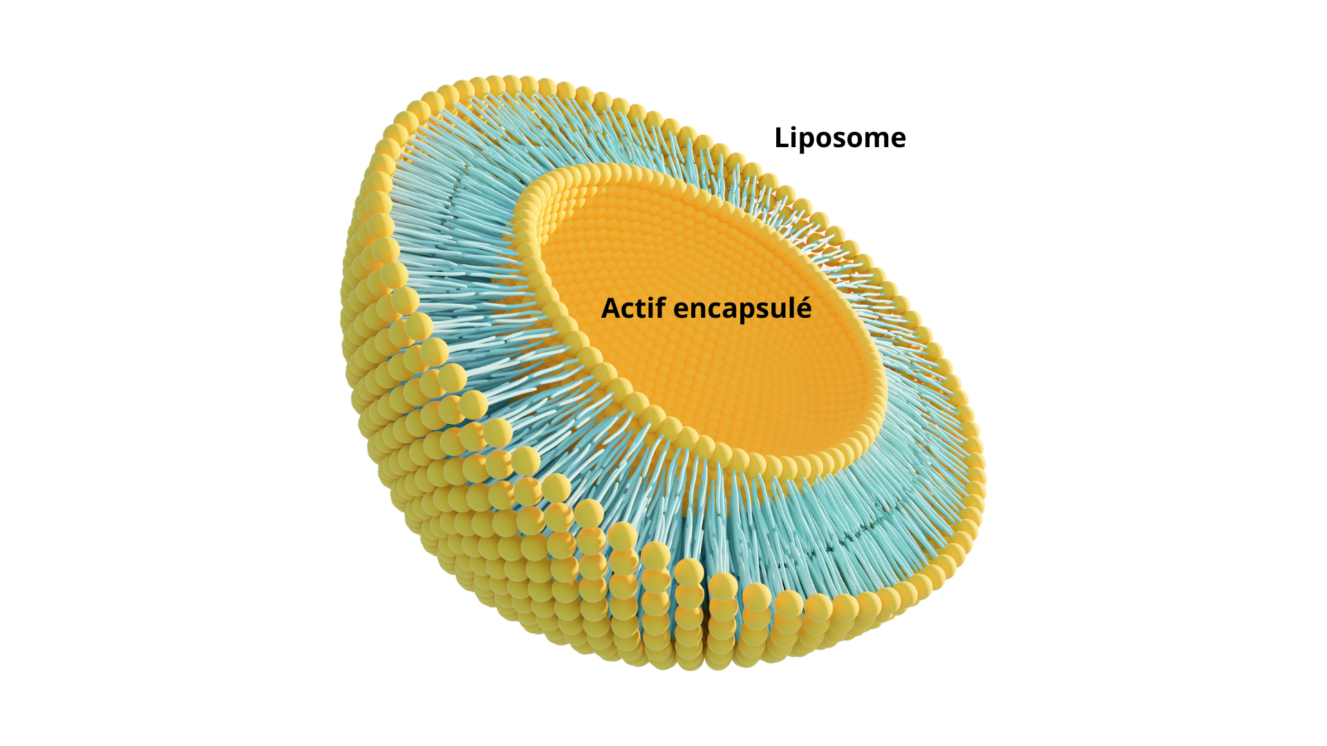 formes liposomiales