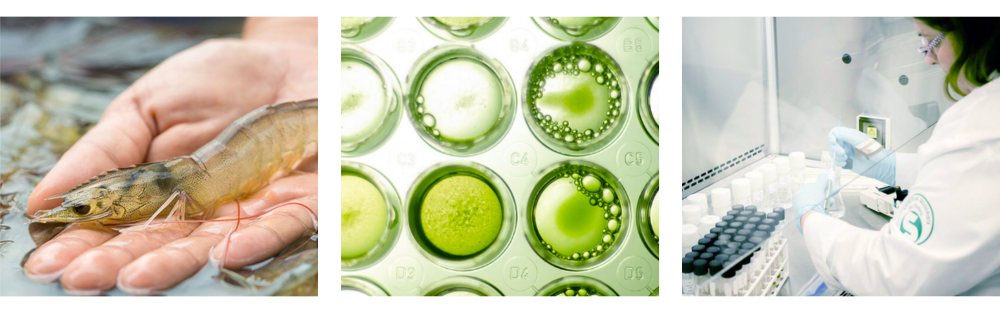 FERMENTALG accompagnement marketing commercial