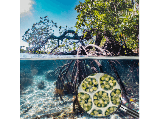 Fermentalg microalgues